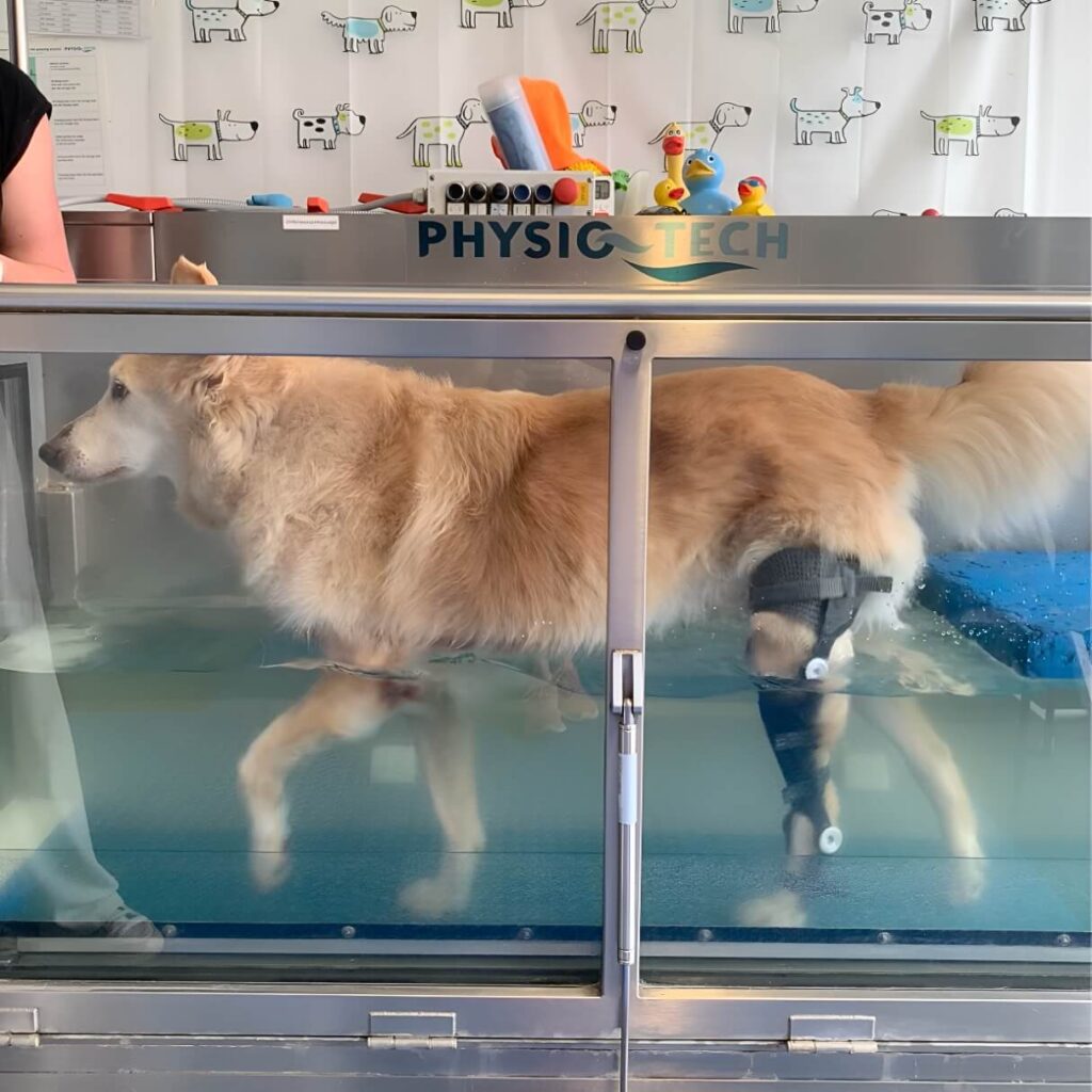 simba-stifle-brace-wimba