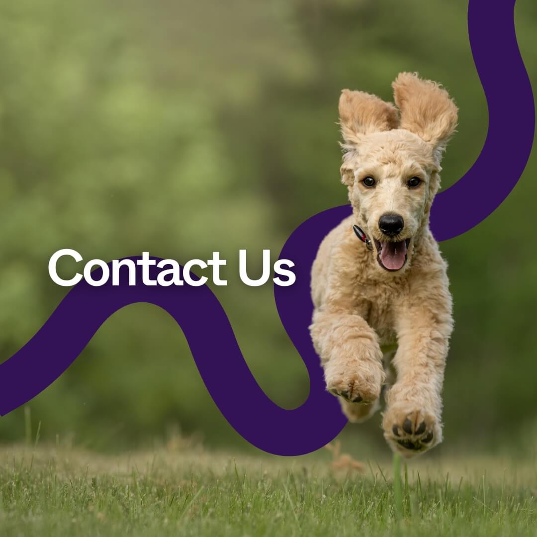 wimba orthotics and prosthetics for dogs and cats