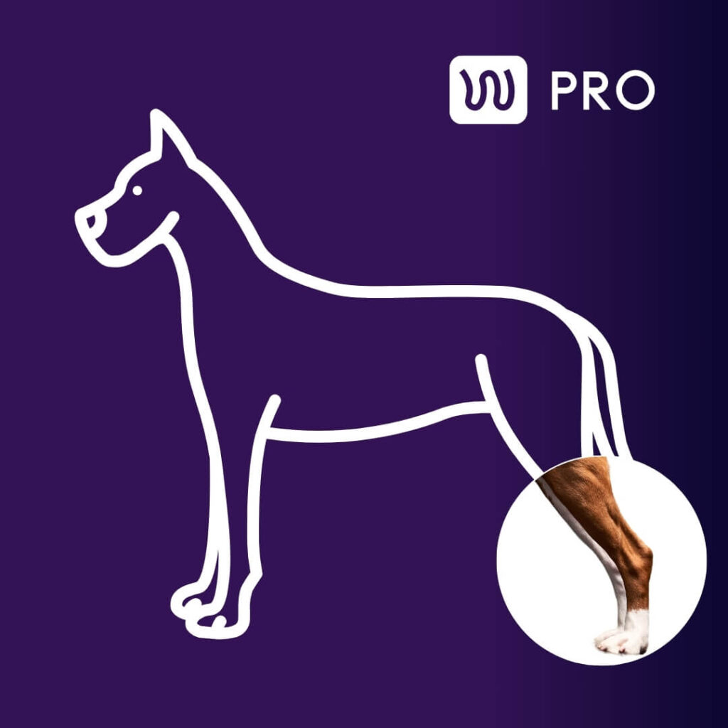 wimba tarsus pro case reports