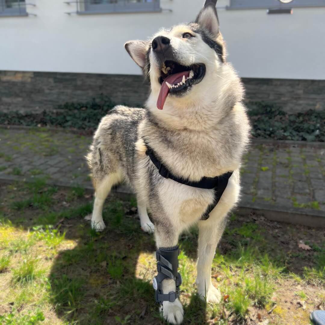 winter alaskan malamute
