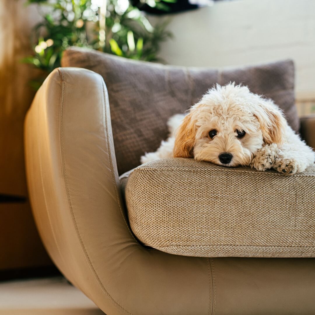 Cranial Cruciate Ligament Injury Causes, Signs and Treatment