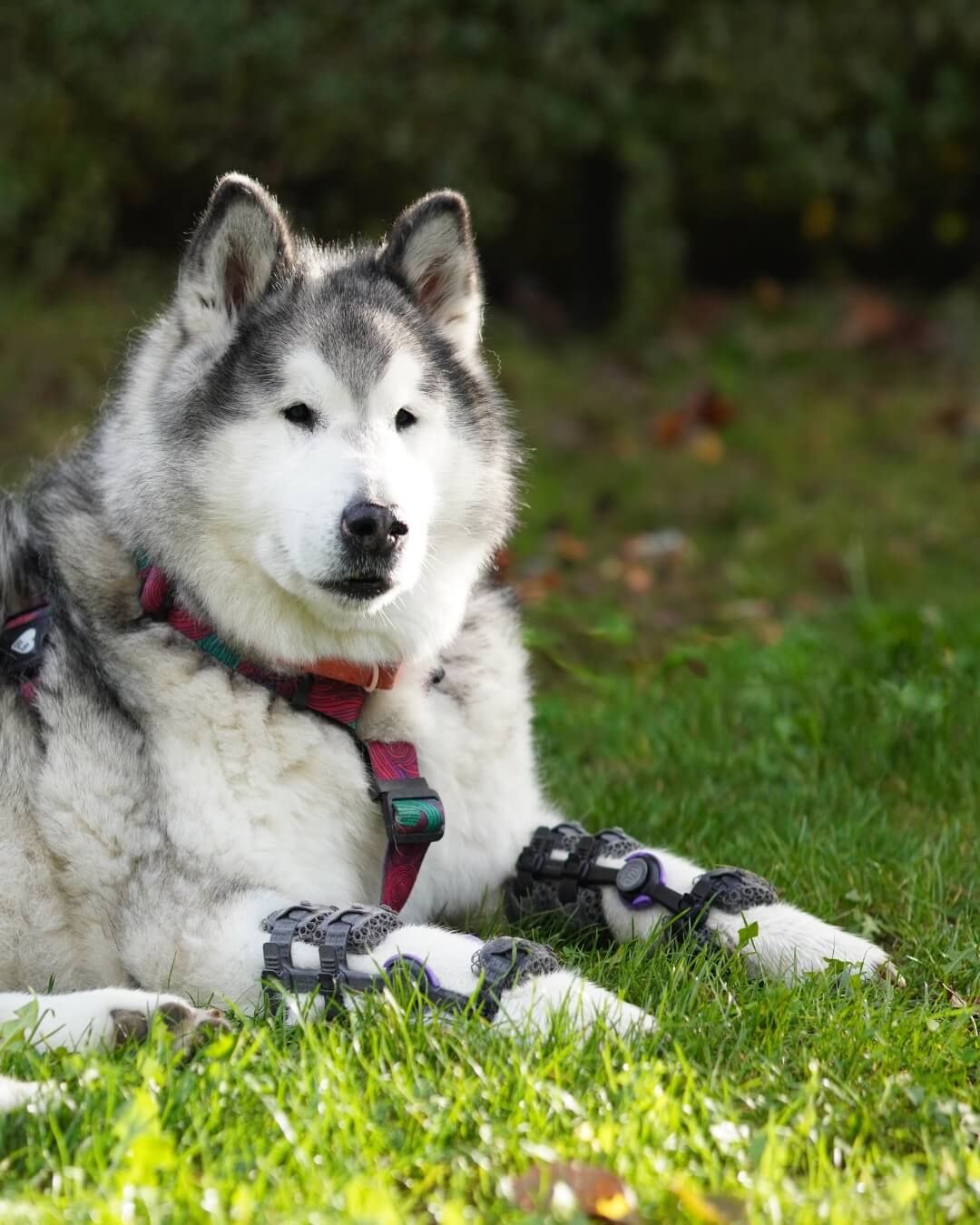 Osteoarthritis in Dogs