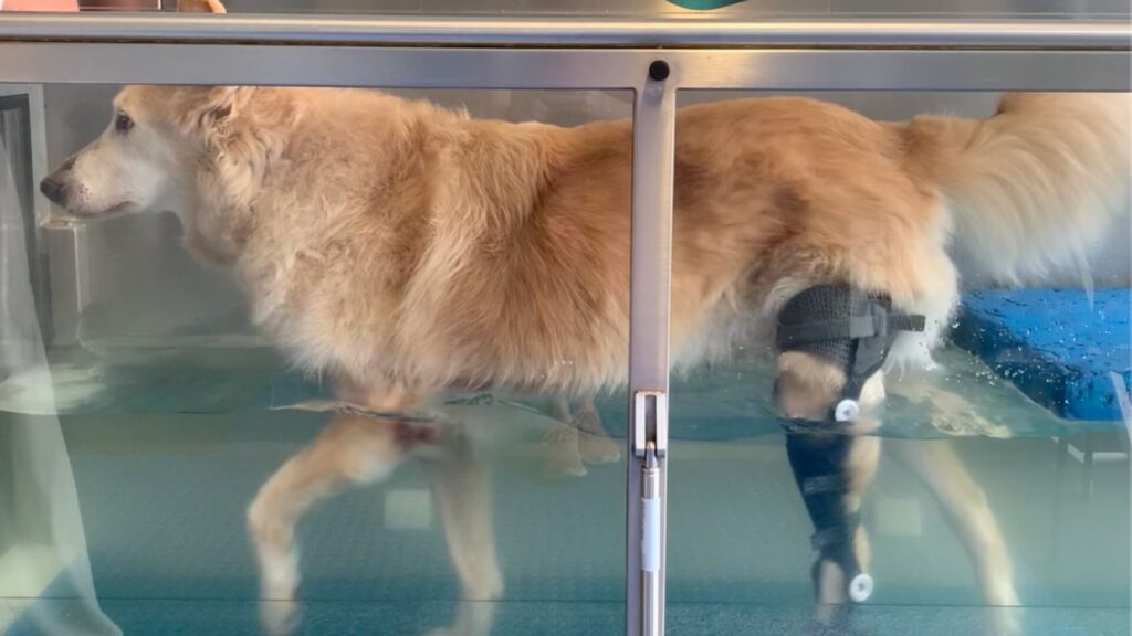 The Link Between Pain and Behavior