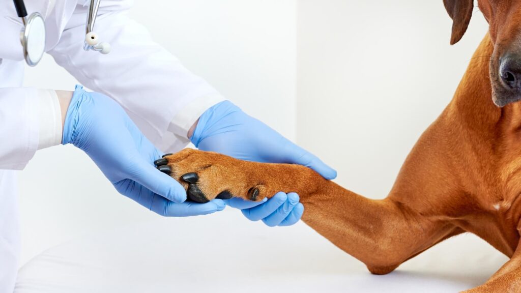 Understanding Pain in Dogs