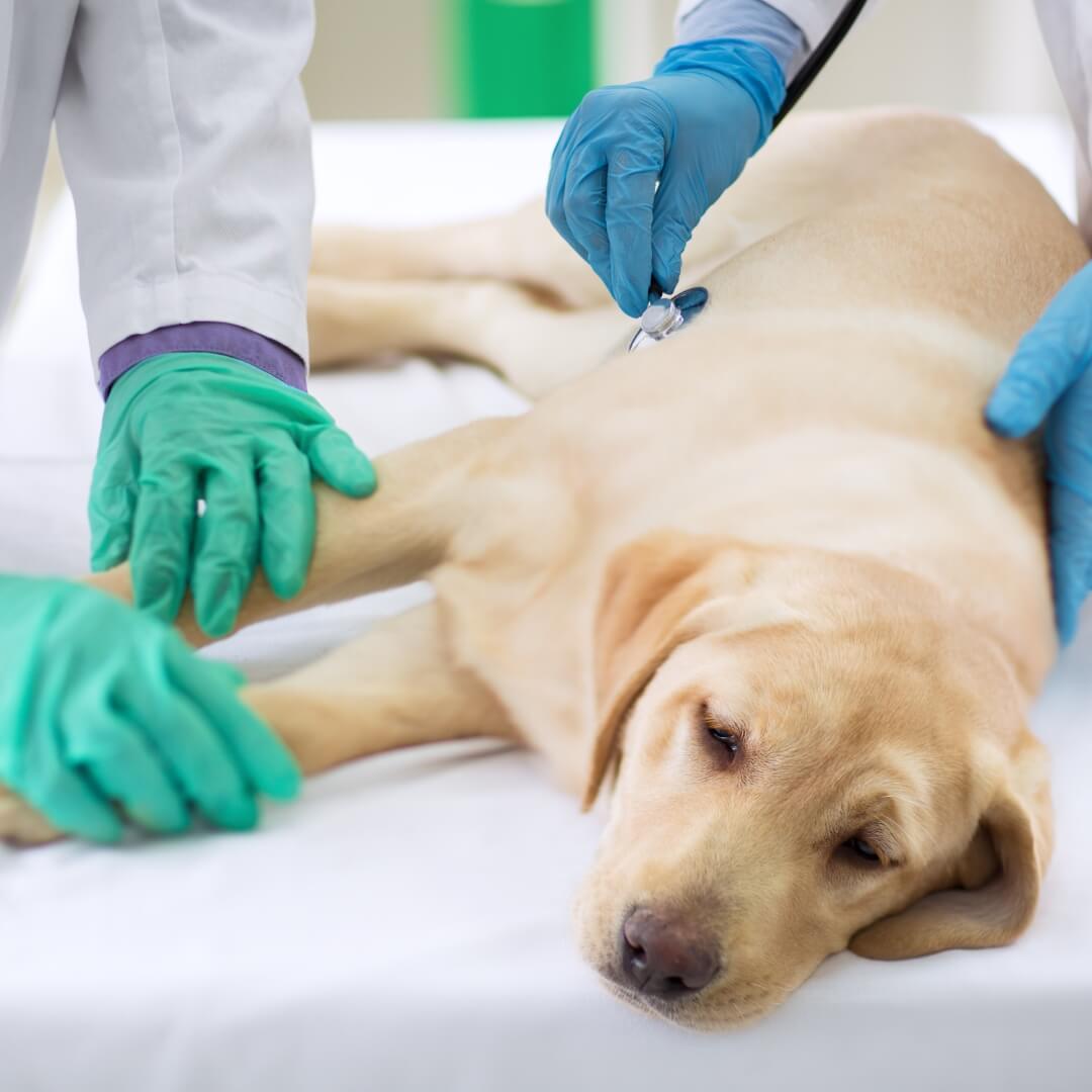 Silent Pain in Dogs: What Every Pet Parent Should Know