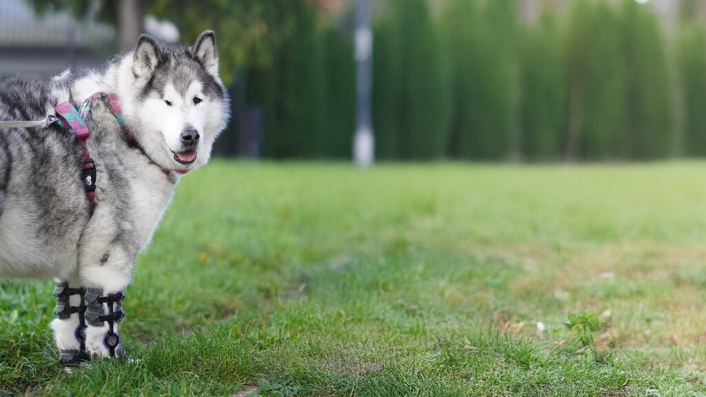 dog wearing wimba orthotics