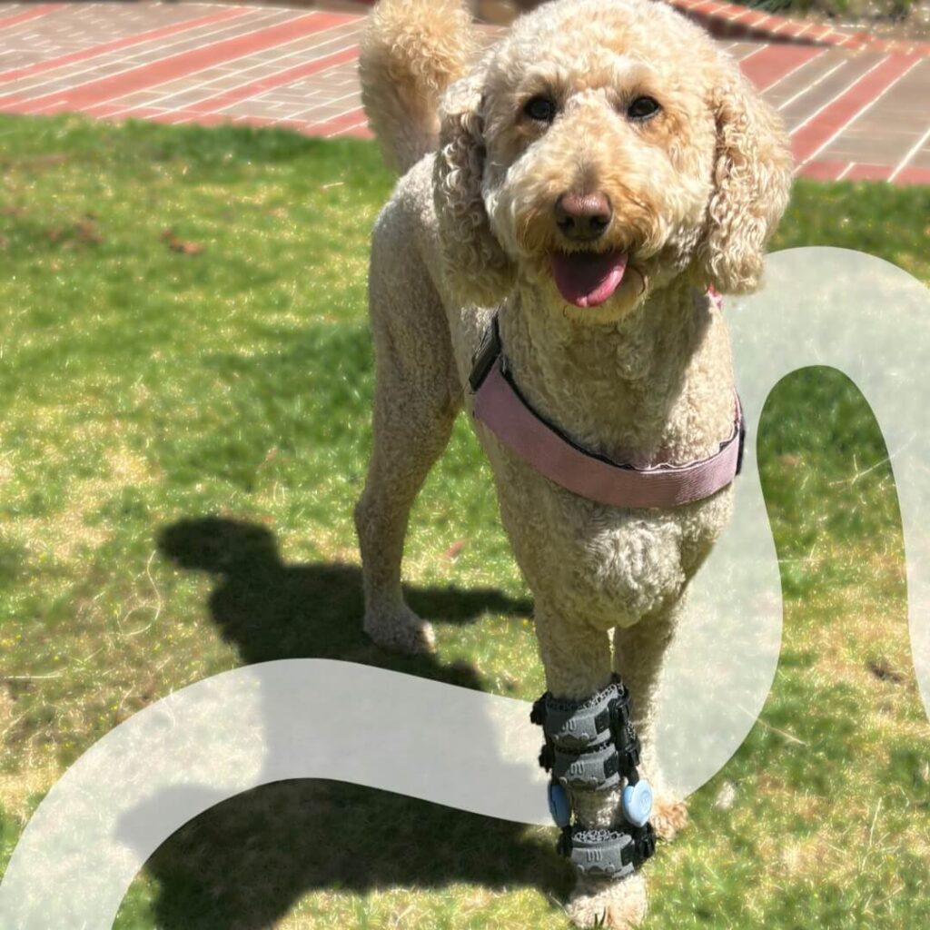 dog with a carpal brace