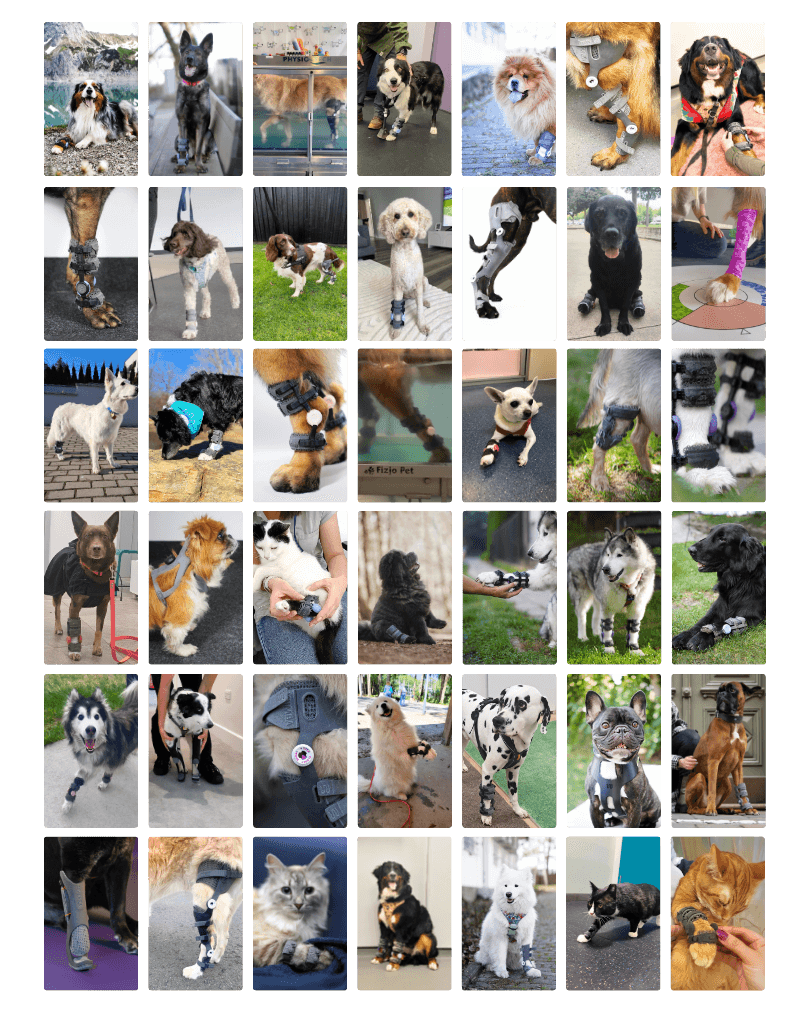 pets wearing wimba orthotics and prosthetics